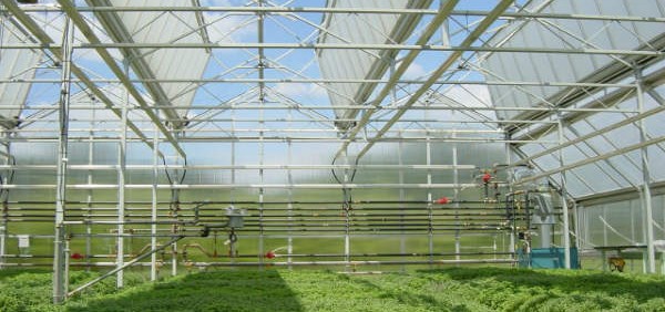 greenhouse-structure ساختمان گلخانه