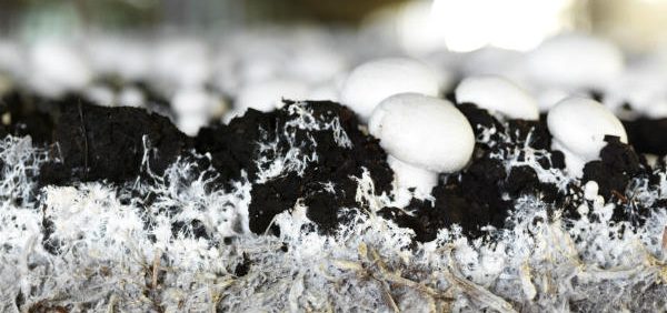casing mushroom خاک پوششی قارچ دکمه ای