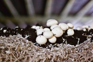 mushroom casing casing mushroom خاک پوششی قارچ دکمه ای