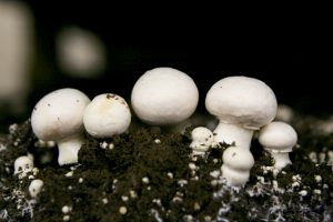 mushroom casing production روش تولید خاک پوششی