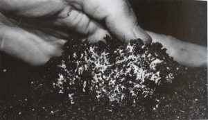 casing mushroom فرمول خاک پوششی