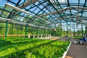 greenhouse lightes مشخصه‌های نور مؤثر در رشد و نمو گیاهان
