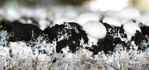 mushroom casing humidity رطوبت خاک پوششی و رشد و ظهور ميسليوم‌ها