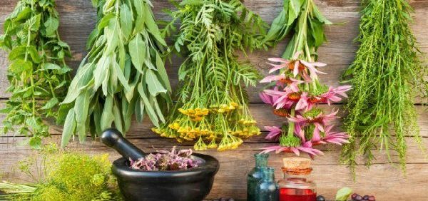 medicinal-herb-garden گیاهان دارویی بیماری های دستگاه گوارش