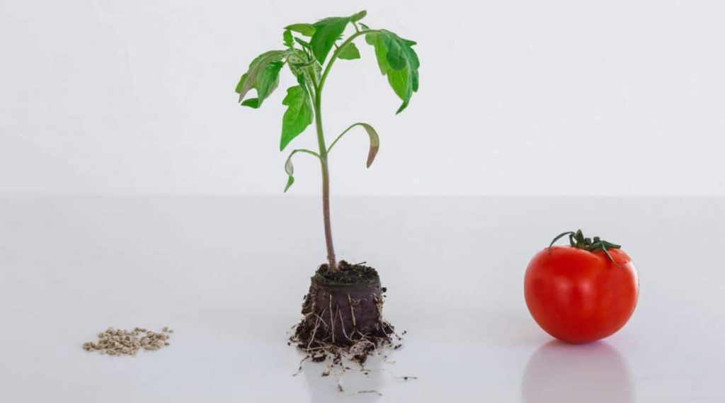 عوامل محیطی مؤثر در رشد و تولید گوجه‌فرنگی